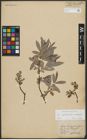 Foto von Salix appendiculata Vill. x Salix eleagnos Scop.